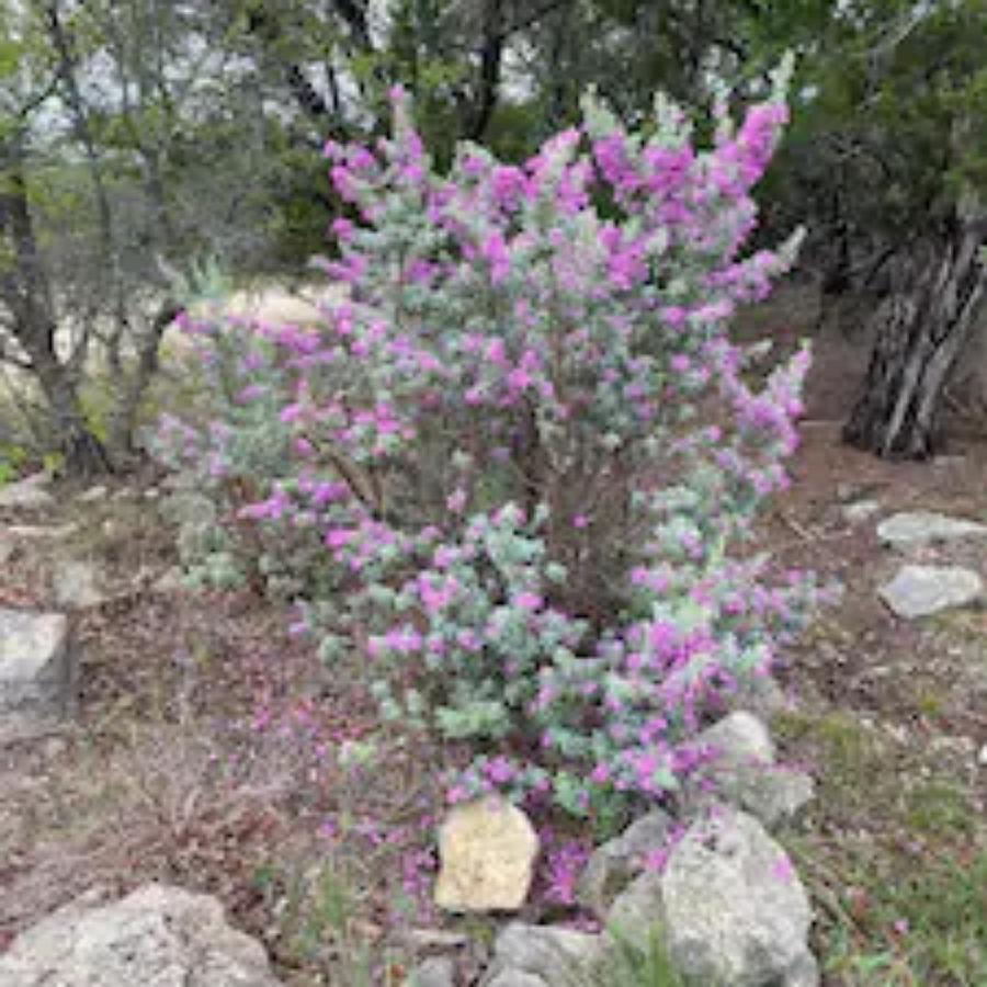 Entire 2Br 2Ba Hilltop View Home Sleeps 7 Pets 4 Acres Jacuzzi Central Ac Kingbeds Free Wifi-Parking Kitchen Washerdryer Starry Terrace Two Sunset Dining Patios Grill Stovetop Oven Fridge Onsitewoodedhiking Wildlife Coveredpatio4Pets & Birds Singing! Marble Falls Buitenkant foto